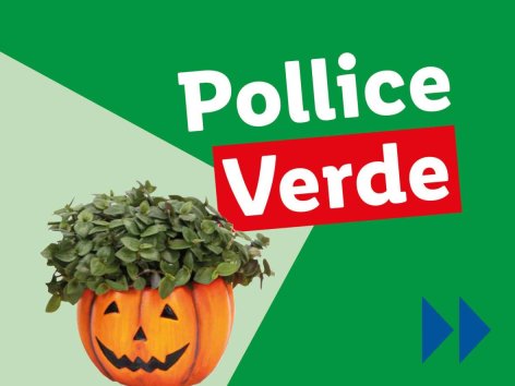 Piante e Recisi - Offerte valide da lun 21 ottobre 2024