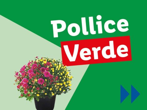 Piante e Recisi - Offerte valide da lun 28 ottobre 2024