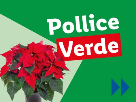 Piante e Recisi - Offerte valide da lun 18 novembre 2024