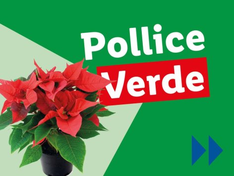 Piante e Recisi - Offerte valide da lun 25 novembre 2024