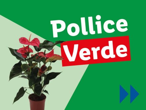 Piante e Recisi - Offerte valide da lun 02 dicembre 2024