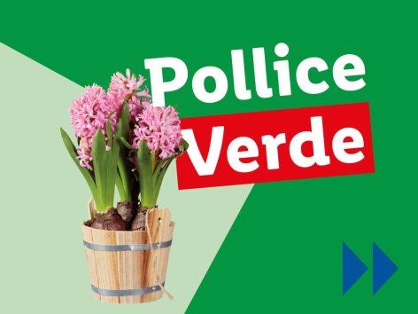 Piante e Recisi - Offerte valide da dom 29 dicembre 2024