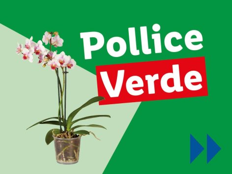 Piante e Recisi - Offerte valide da lun 13 gennaio 2025