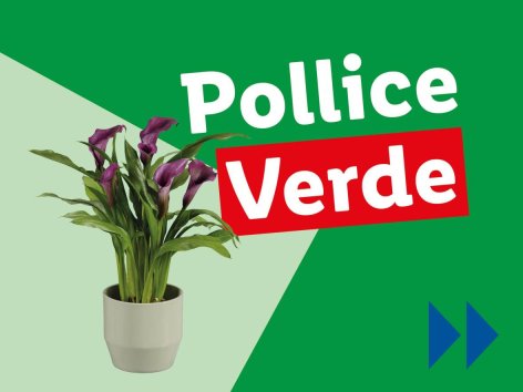 Piante e Recisi - Offerte valide da lun 24 febbraio 2025