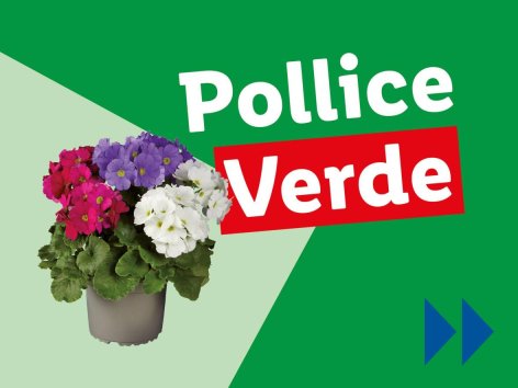 Piante e Recisi - Offerte valide da lun 10 marzo 2025