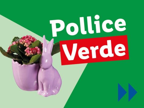 Piante e Recisi - Offerte valide da lun 14 aprile 2025