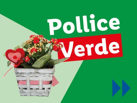 Piante e Recisi - Offerte valide da lun 05 maggio 2025