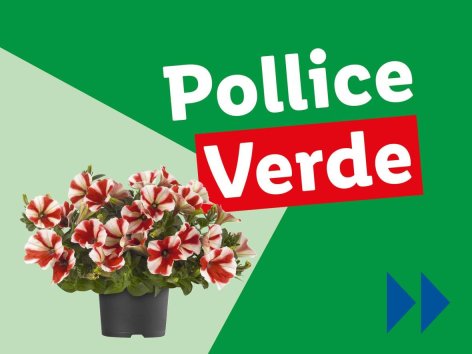 Piante e Recisi - Offerte valide da lun 12 maggio 2025