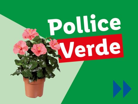 Piante e Recisi - Offerte valide da lun 19 maggio 2025