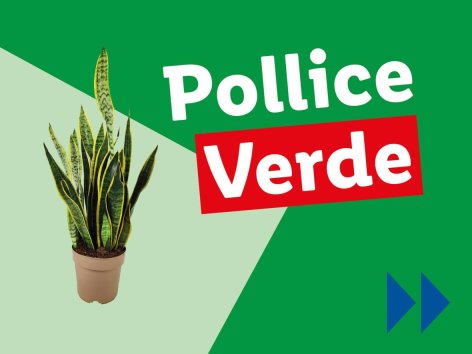 Piante e Recisi - Offerte valide da lun 02 giugno 2025