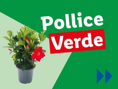 Piante e Recisi - Offerte valide da lun 09 giugno 2025