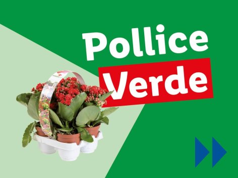 Piante e Recisi - Offerte valide da lun 16 giugno 2025