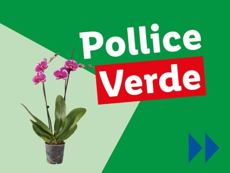 Piante e Recisi - Offerte valide da lun 30 giugno 2025