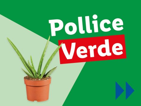 Piante e Recisi - Offerte valide da lun 21 luglio 2025