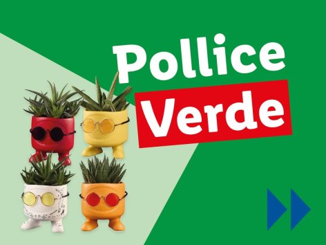 Piante e Recisi - Offerte valide da lun 04 agosto 2025