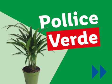 Piante e Recisi - Offerte valide da lun 11 agosto 2025