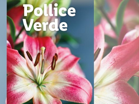 Piante e Recisi - Offerte valide da lun 18 agosto 2025