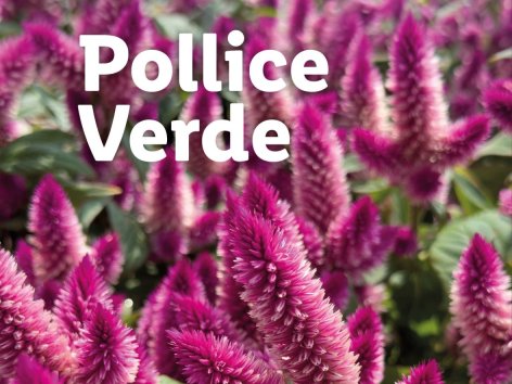 Piante e Recisi - Offerte valide da lun 25 agosto 2025