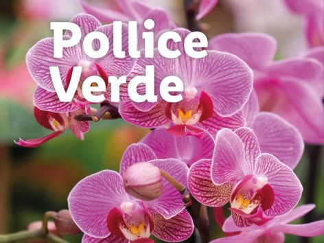 Piante e Recisi - Offerte valide da lun 01 settembre 2025