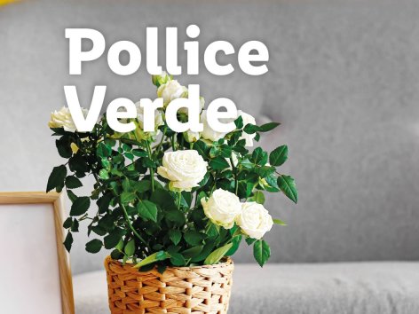 Piante e Recisi - Offerte valide da lun 15 settembre 2025