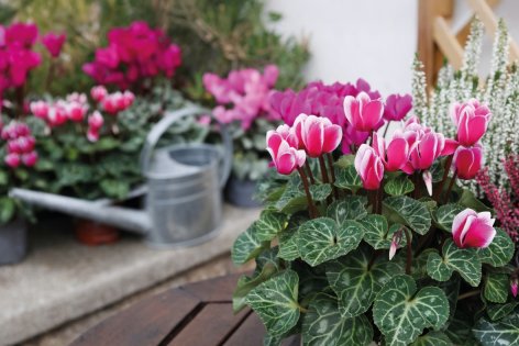 Piante e Recisi - Offerte valide da lun 13 ottobre 2025