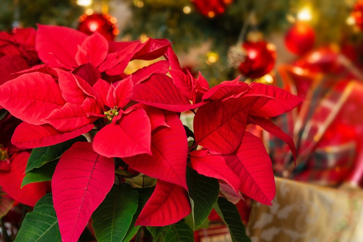 Fiori e Piante: Il profumo del Natale