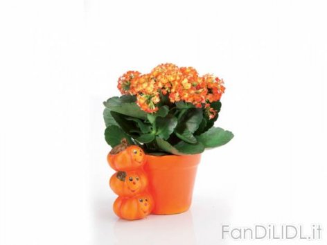 Kalanchoe in vaso (Articoli alimentari)
