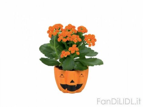 Piantine fiorite (Articoli alimentari)