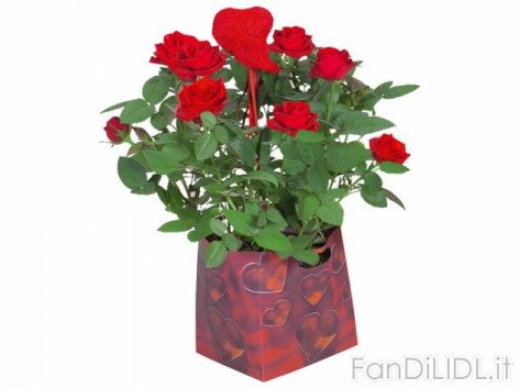 Rose in confezione (Fiori)