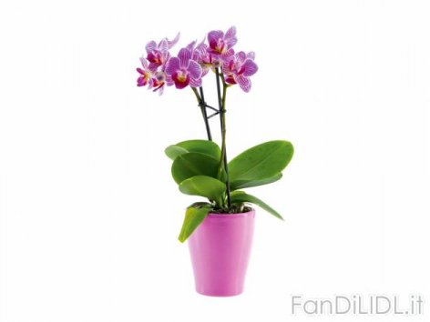 Mini Phalaenopsis (Fiori)