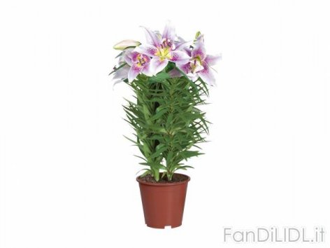 Lilium (Fiori)