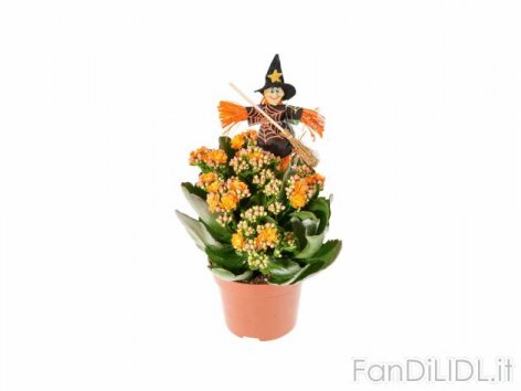 Kalanchoe Halloween (Articoli per ufficio, cartacei, industriali)