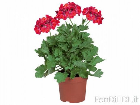 Pelargonium Grandiflorum (Fiori)