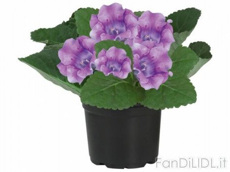 Gloxinia (Fiori)