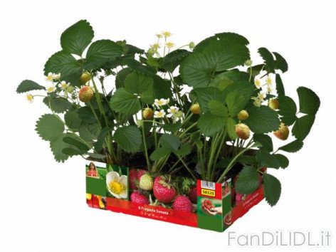 Piantine di fragole (Fiori)