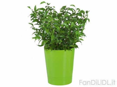 Piante verdi (Fiori)