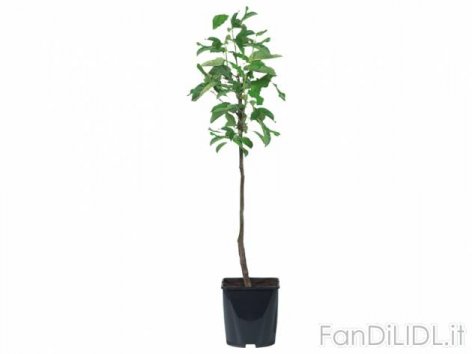 Piante da frutto (Fiori)