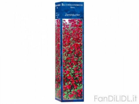 Arbusti ornamentali (Fiori)