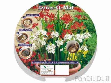 Bulbi autunnali (Fiori)