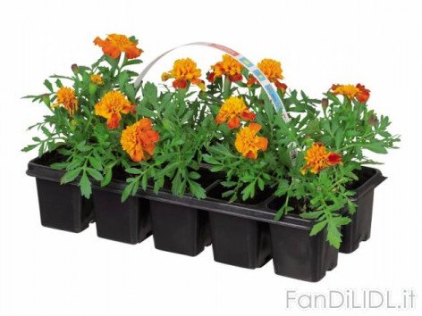 Piantine da giardino (Fiori)