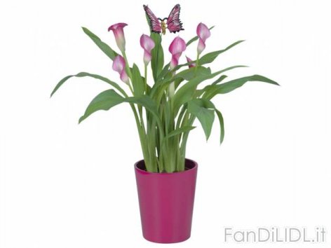 Calla in vaso di (Fiori)