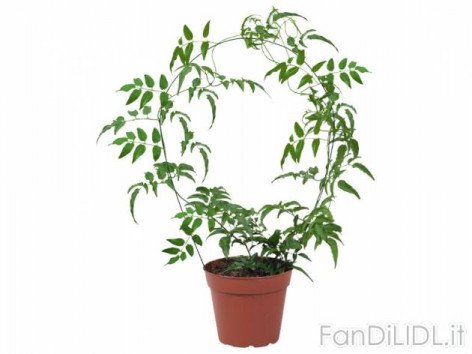 Stephanotis, Gelsomino (Fiori)