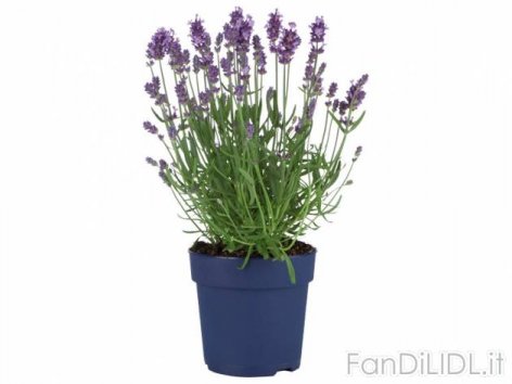 Lavanda (Fiori)