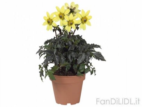 Dalia (Fiori)