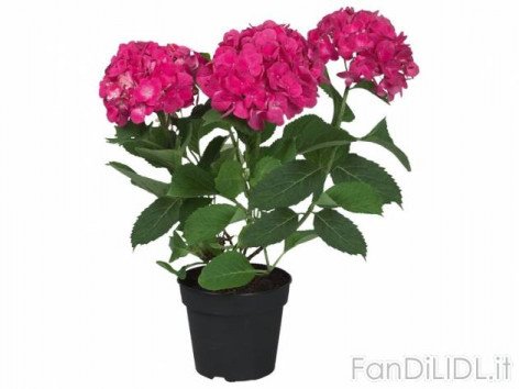 Ortensie (Fiori)