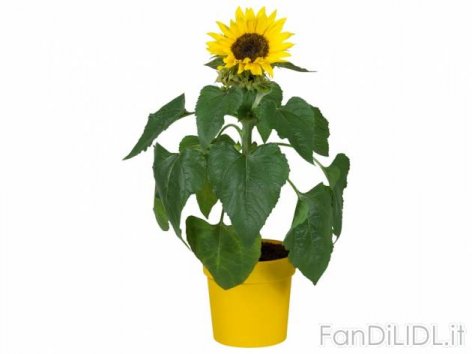 Girasole (Fiori)