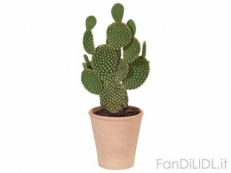 Cactus (Fiori)