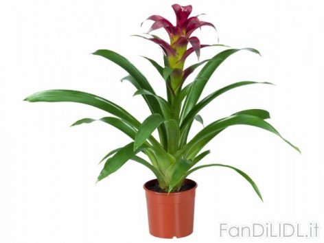 Vriesea or Guzmania (Fiori)