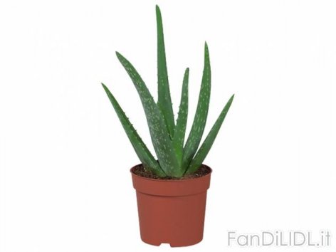 Aloe Vera (Fiori)
