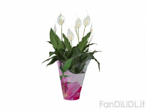 Piante fiorite in (Fiori)